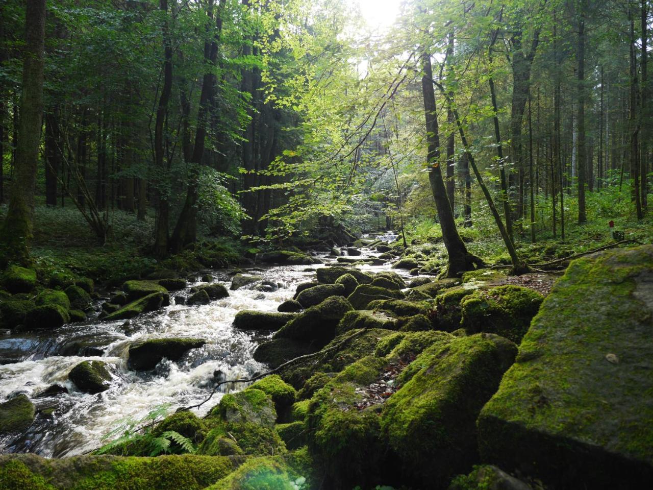 Fewo Kedo Neukirchen vorm Wald Екстериор снимка